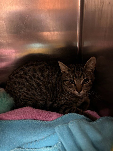 TAFFY - Domestic Short Hair available for adoption