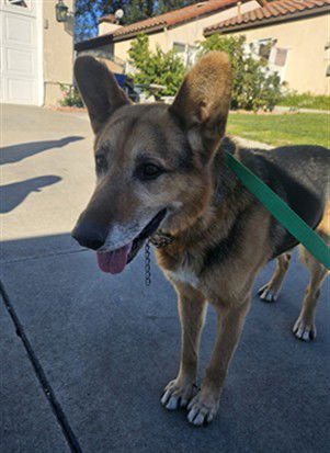 MAX - German Shepherd Dog available for adoption