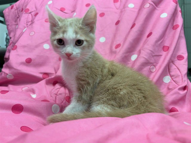 MUSHROOM - Domestic Short Hair available for adoption