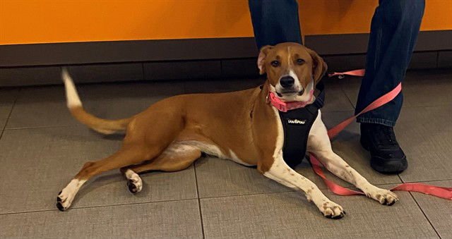 LACEY - American Foxhound available for adoption
