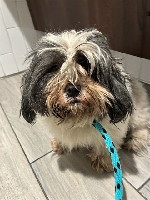 BRODY - Shih Tzu available for adoption