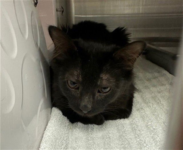 DUCHESS - Domestic Long Hair available for adoption