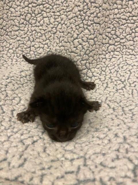 ALL BLACK MALE - Domestic Short Hair available for adoption