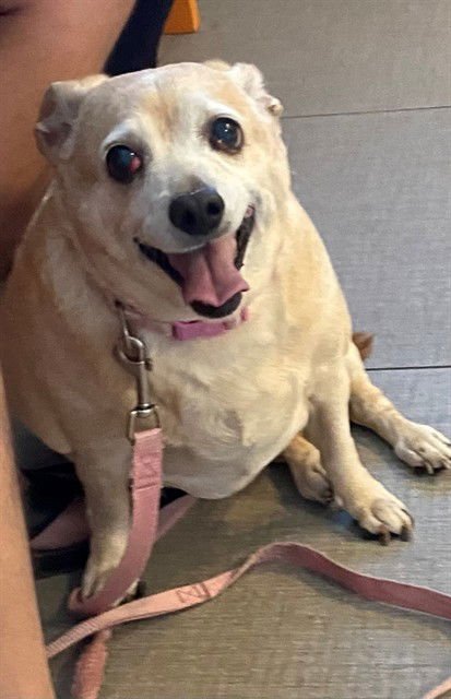 CIARRA - Chihuahua available for adoption