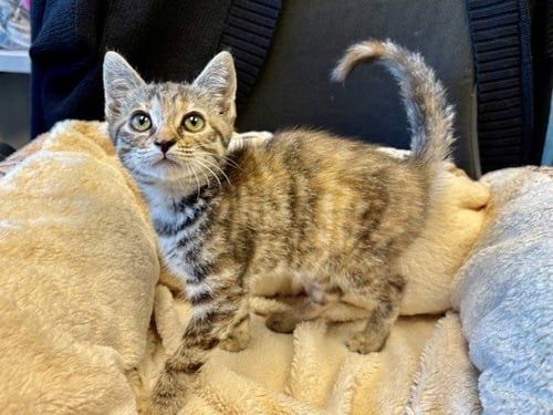 MILLIE - Domestic Short Hair available for adoption