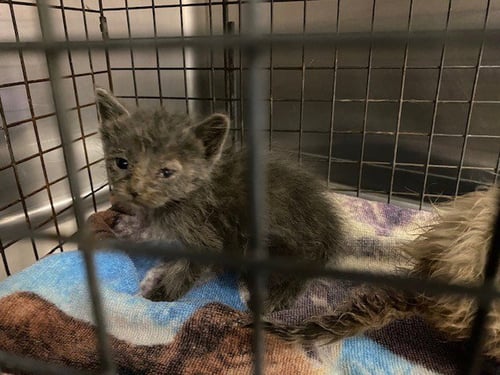 UNKNOWN - Domestic Short Hair available for adoption