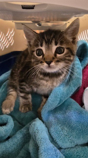 JERRY - Domestic Short Hair available for adoption