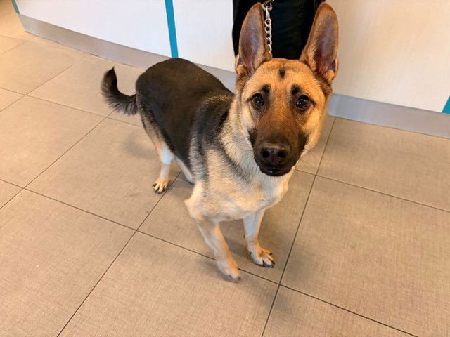 LEO - German Shepherd Dog available for adoption