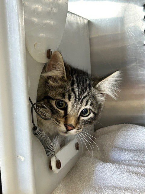 8TH 1 - Domestic Long Hair available for adoption