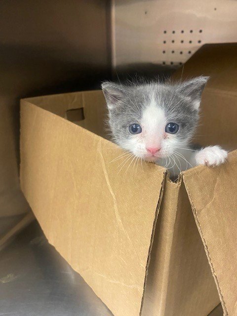 PURRSCILLA - Domestic Short Hair available for adoption