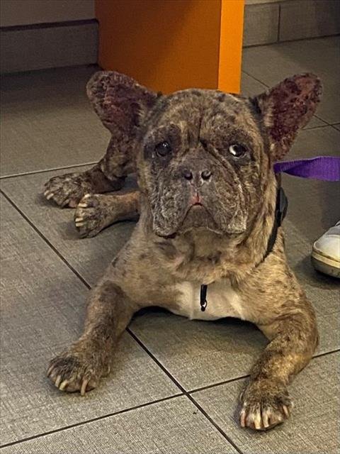 UNKNOWN - French Bulldog available for adoption