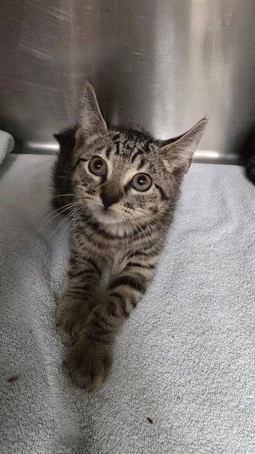 BREWER - Domestic Short Hair available for adoption