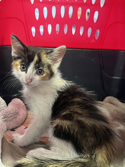 CHICLE - Domestic Short Hair available for adoption