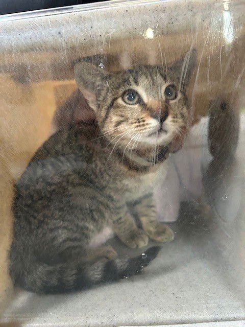 A777261 - Domestic Short Hair available for adoption