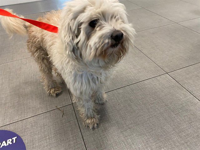 UNKNOWN - Poodle (Miniature) available for adoption