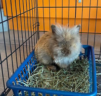 BENJAMIN - Photo 1