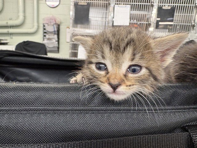 SIMBA Image