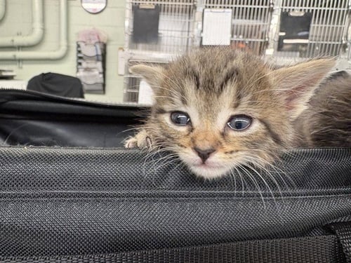 SIMBA - Domestic Short Hair available for adoption