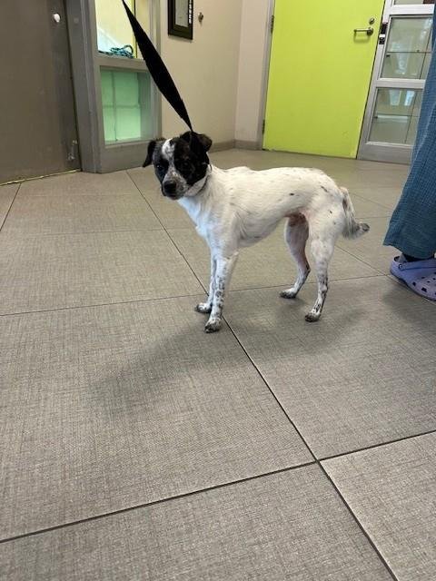 LEO - Chihuahua available for adoption