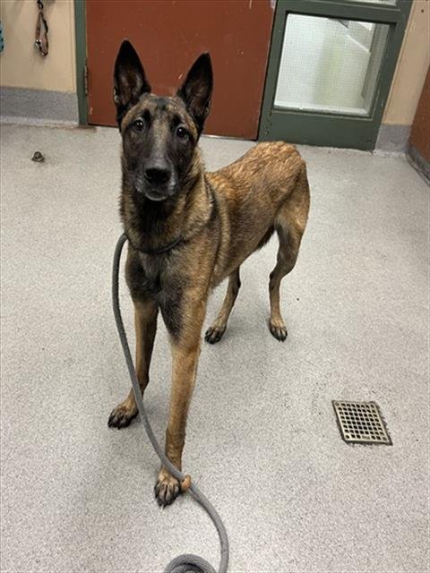 GYWNETH - Belgian Shepherd Malinois available for adoption