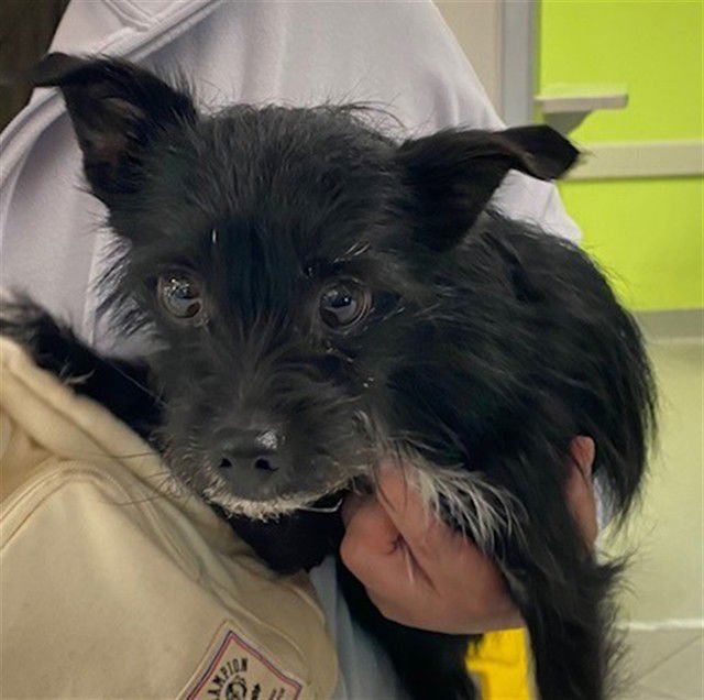 MEEKO - Cairn Terrier available for adoption