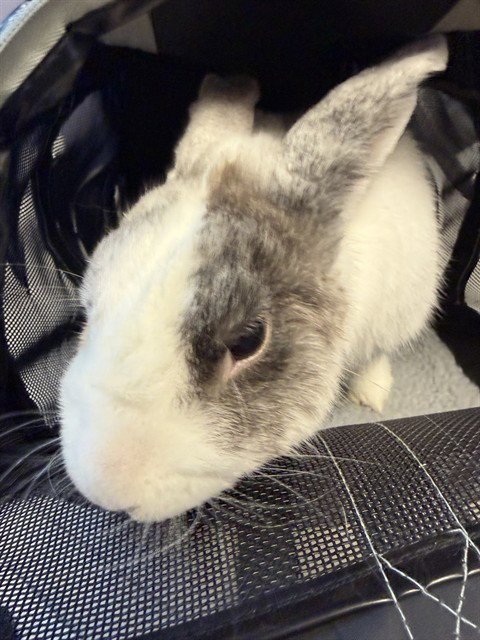 SMORES - Shorthaired Rabbit available for adoption