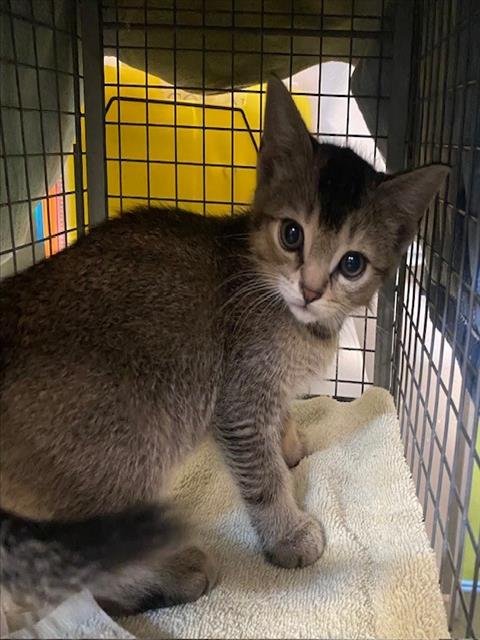 UNKNOWN - Domestic Short Hair available for adoption