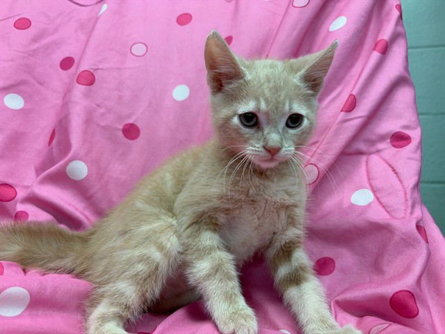 SAUSAGE - Domestic Short Hair available for adoption