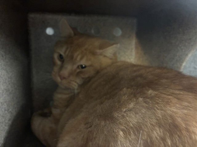 UNKNOWN - Domestic Short Hair available for adoption