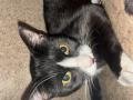 GESHIE - Domestic Short Hair available for adoption