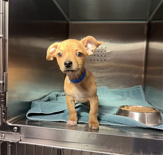 BINGO - Chihuahua / French Bulldog available for adoption