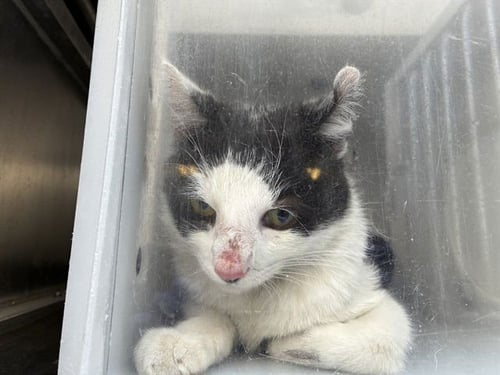 HELLMAN 2 - Domestic Short Hair available for adoption