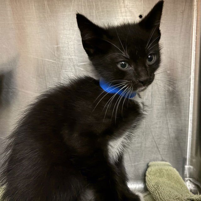 CUPID - Domestic Medium Hair available for adoption