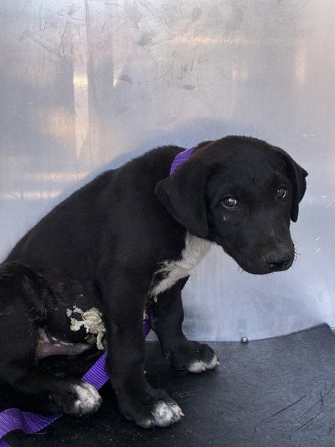 A780319 - Labrador Retriever available for adoption