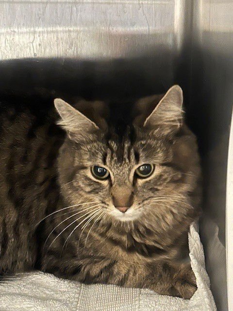 ANGELA - Domestic Medium Hair available for adoption