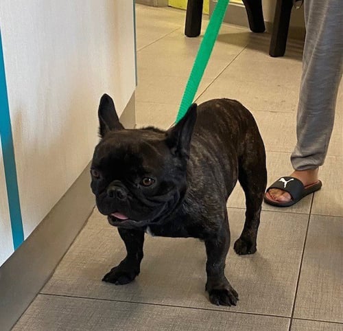 ROCCO - French Bulldog available for adoption