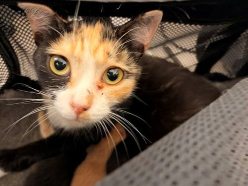 COCO CHANEL - Domestic Short Hair available for adoption