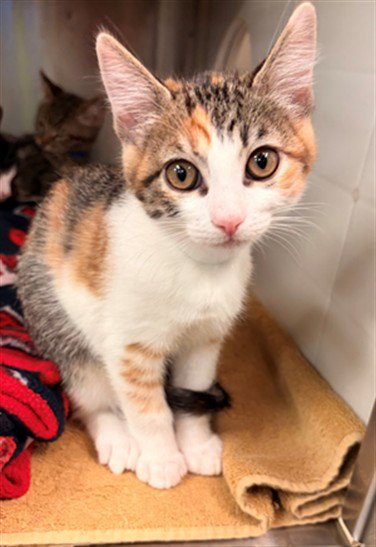 SNEEZY - Domestic Short Hair available for adoption