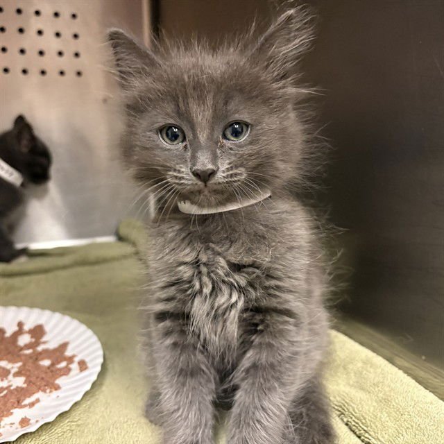 HUGS - Domestic Long Hair available for adoption