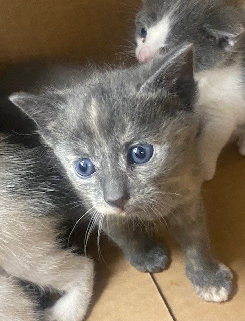 UNKNOWN - Domestic Short Hair available for adoption