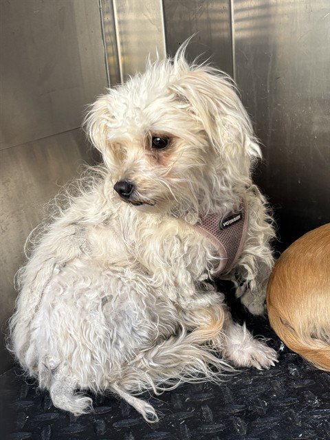 A779142 - Maltese / Poodle (Miniature) available for adoption