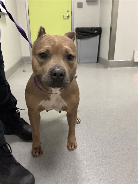 JUNEBUG - Pit Bull Terrier available for adoption