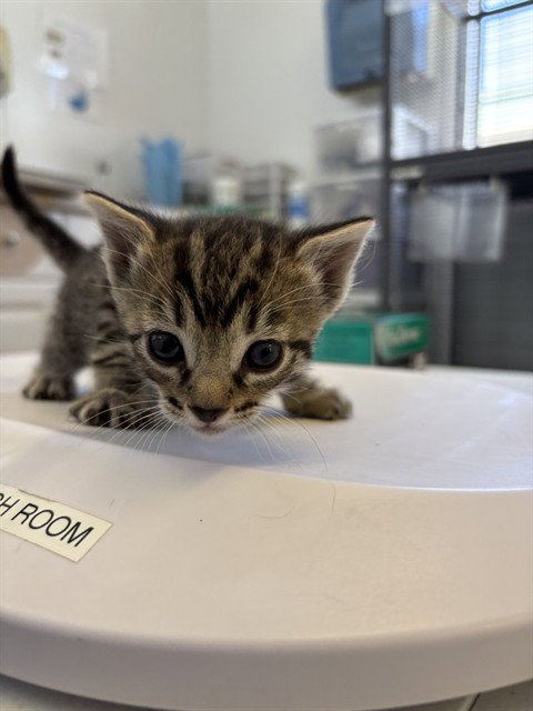 PETAL - Domestic Short Hair available for adoption