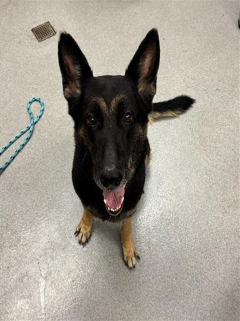 A781555 - German Shepherd Dog available for adoption