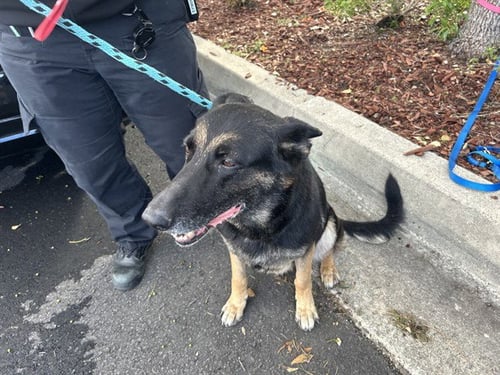 A781555 - German Shepherd Dog available for adoption