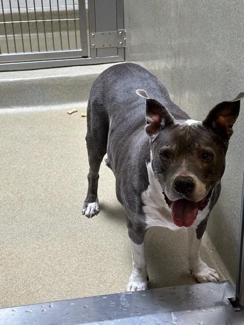 MARLEY BLUE - American Pit Bull Terrier available for adoption