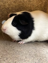 OREO - Photo 1