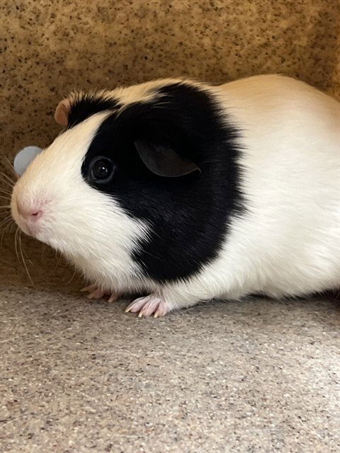 OREO - Guinea Pig available for adoption