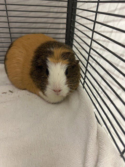 PEANUT BUTTER - Guinea Pig available for adoption