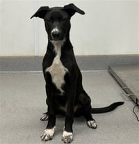EMBER - Photo 1